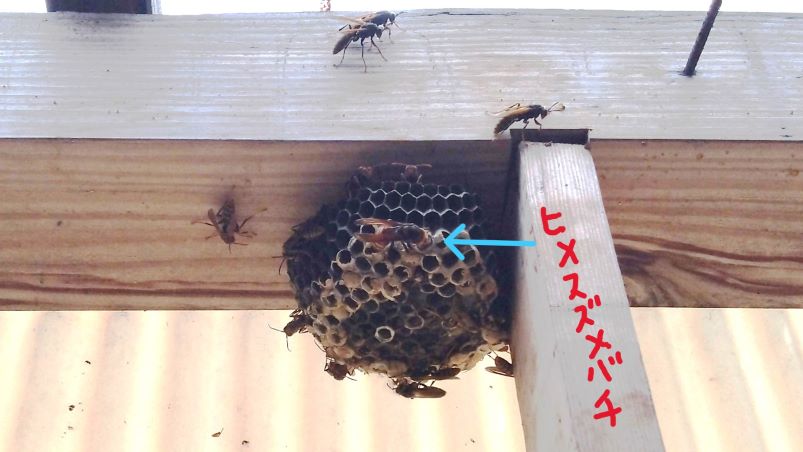 アシナガバチとヒメスズメバチ