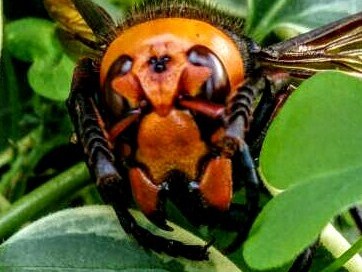 蜂　スズメバチ　オオスズメバチ　大顎