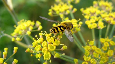 フェンネルのハチ危険度蜂の巣駆除専門業者調べ