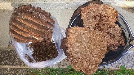 三重県三重郡菰野町で2階軒下に営巣したキイロスズメバチの蜂の巣駆除