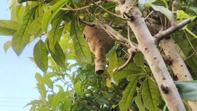 大阪府交野市で庭木上部に営巣したコガタスズメバチの蜂の巣駆除