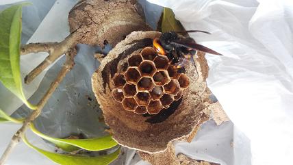 大阪府交野市で庭木上部に営巣したコガタスズメバチの蜂の巣駆除