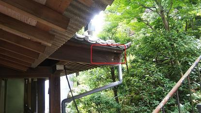 京都市東山区で本堂の軒天裏に営巣したキイロスズメバチの蜂の巣駆除