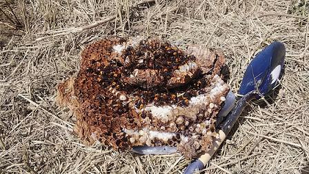 三重県伊賀市で地中に営巣したオオスズメバチの蜂の巣駆除