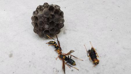 京都府八幡市で室外機ダクトカバーの通気口内に営巣したアシナガバチの蜂の巣駆除