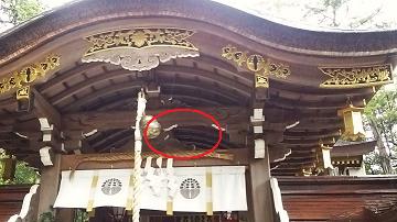 滋賀県甲賀市土山町で神社の拝殿通路の天井内部に営巣したキイロスズメバチの蜂の巣駆除