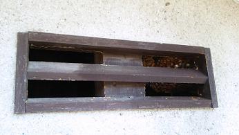 滋賀県大津市で１階の屋根裏に営巣したモンスズメバチの蜂の巣駆除