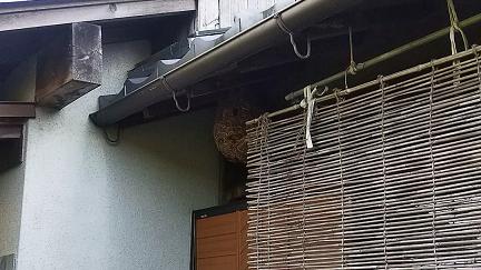 滋賀県大津市で１階軒下に営巣したキイロスズメバチの蜂の巣駆除