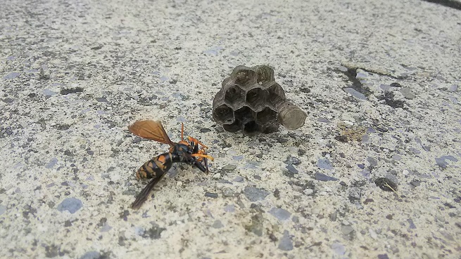 滋賀県大津市でＵ字溝に営巣したアシナガバチの蜂の巣駆除