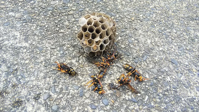 滋賀県大津市で駐車場カーテンゲートに営巣したアシナガバチの蜂の巣駆除