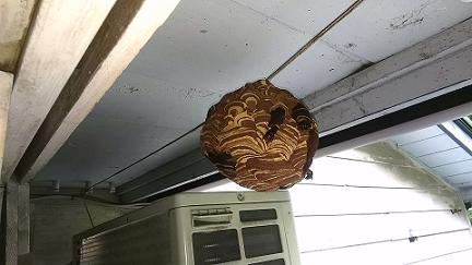 滋賀県大津市で2階軒下に営巣したコガタスズメバチ蜂の巣駆除