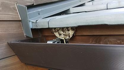 滋賀県守山市で1階屋根の軒先に営巣したアシナガバチの蜂の巣駆除