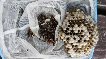 滋賀県守山市で1階屋根の軒先に営巣したアシナガバチの蜂の巣駆除　安心