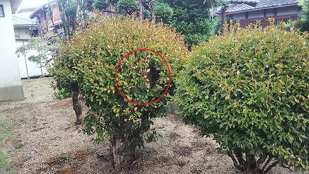 滋賀県守山市で寺院境内の庭木に営巣したコガタスズメバチの蜂の巣駆除