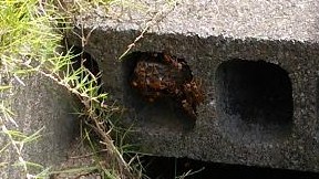 滋賀県守山市で側溝蓋コンクリートブロックの中に営巣したアシナガバチの蜂の巣駆除