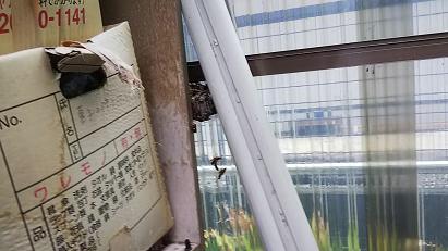 滋賀県守山市で物置に営巣したアシナガバチの蜂の巣駆除