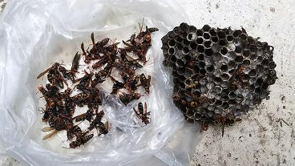 滋賀県守山市で物置に営巣したアシナガバチの蜂の巣駆除