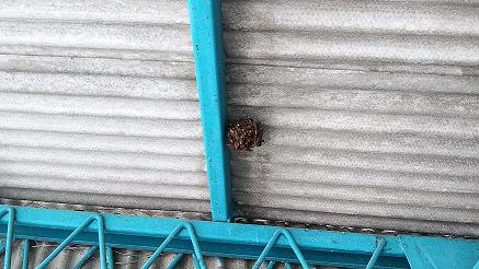 滋賀県守山市で駐車場の屋根に営巣したアシナガバチの蜂の巣駆除