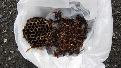 滋賀県守山市で駐車場の屋根に営巣したアシナガバチの蜂の巣駆除