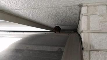 大阪府寝屋川市で2階軒下とベランダ屋根との間に営巣したアシナガバチの蜂の巣駆除