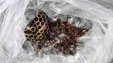 大阪府寝屋川市で2階軒下とベランダ屋根との間に営巣したアシナガバチの蜂の巣駆除