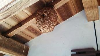 福井県小浜市で２階屋根の軒下に営巣したキイロスズメバチの蜂の巣駆除