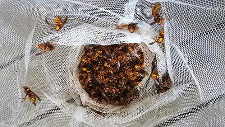 滋賀県彦根市で壁の中に営巣したキイロスズメバチの蜂の巣駆除