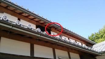 滋賀県彦根市で神社社務所の２階屋根の軒下に営巣したキイロスズメバチの蜂の巣駆除