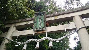 滋賀県彦根市鳥居の額束そばに営巣したキイロスズメバチの蜂の巣駆除