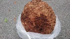 滋賀県彦根市鳥居の額束そばに営巣したキイロスズメバチの蜂の巣駆除