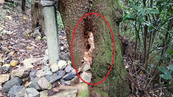 滋賀県彦根市で参道脇の木の洞に営巣したモンスズメバチの蜂の巣駆除