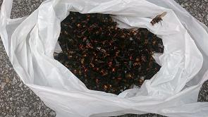 滋賀県彦根市で参道脇の木の洞に営巣したモンスズメバチの蜂の巣駆除