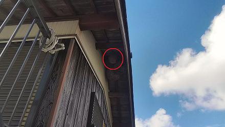 滋賀県蒲生郡日野町で2階軒下に営巣したキイロスズメバチの蜂の巣駆除