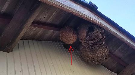 滋賀県蒲生郡日野町で2階軒下に営巣したキイロスズメバチの蜂の巣駆除 最安