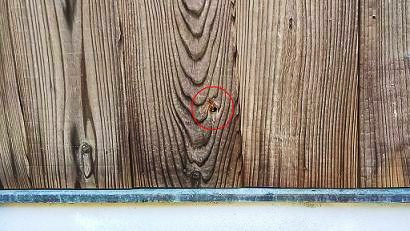 滋賀県東近江市で壁の中に営巣したキイロスズメバチの蜂の巣駆除