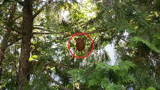 滋賀県東近江市で事業所の駐車場脇の木に営巣したコガタスズメバチの蜂の巣駆除