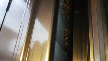 滋賀県東近江市で雨戸の戸袋内に営巣したアシナガバチの蜂の巣駆除 最安
