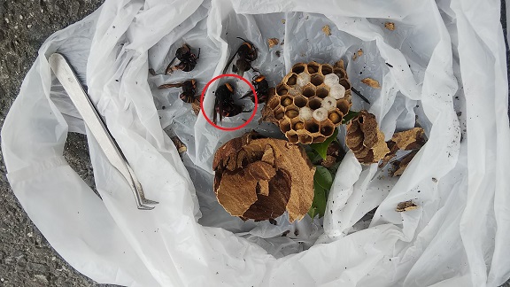 大阪府枚方市で垣根に営巣したコガタスズメバチの蜂の巣駆除