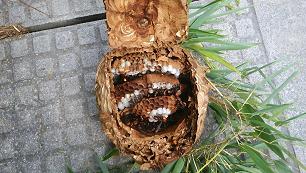 滋賀県栗東市で事業所構内の道路脇の竹に営巣したコガタスズメバチの蜂の巣駆除