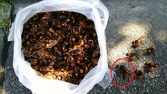 滋賀県栗東市で事業所構内の土中に営巣したオオスズメバチの蜂の巣駆除