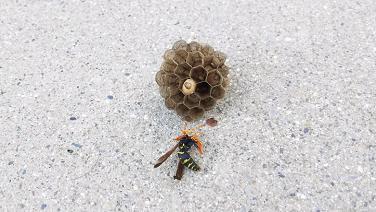 滋賀県栗東市で２階外壁に設置の室外機内に営巣したアシナガバチの蜂の巣駆除