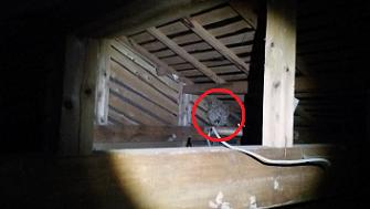 滋賀県湖南市で２階屋根裏に営巣したキイロスズメバチの蜂の巣駆除