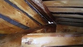 滋賀県湖南市で２階屋根裏に営巣したキイロスズメバチの蜂の巣駆除