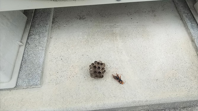 滋賀県湖南市で室外機内に営巣したアシナガバチの蜂の巣駆除