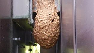 滋賀県犬上郡多賀町で配電設備に営巣したキイロスズメバチの蜂の巣駆除