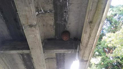 滋賀県米原市で橋梁の下に営巣したキイロスズメバチの蜂の巣駆除