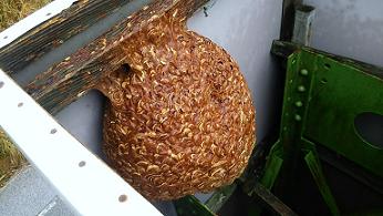 滋賀県米原市で看板上部の内側に営巣したキイロスズメバチの蜂の巣駆除