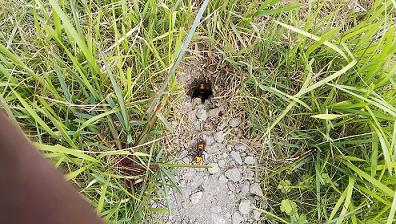 滋賀県草津市で田んぼの畦に営巣したオオスズメバチの蜂の巣駆除 最安