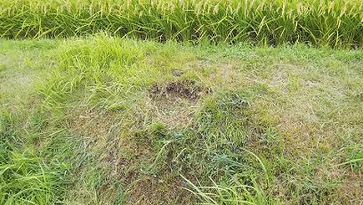 滋賀県草津市で田んぼの畦に営巣したオオスズメバチの蜂の巣駆除