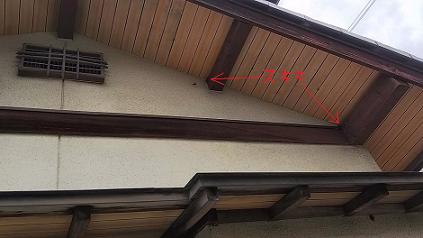 滋賀県草津市で屋根裏に営巣したモンスズメバチの蜂の巣駆除